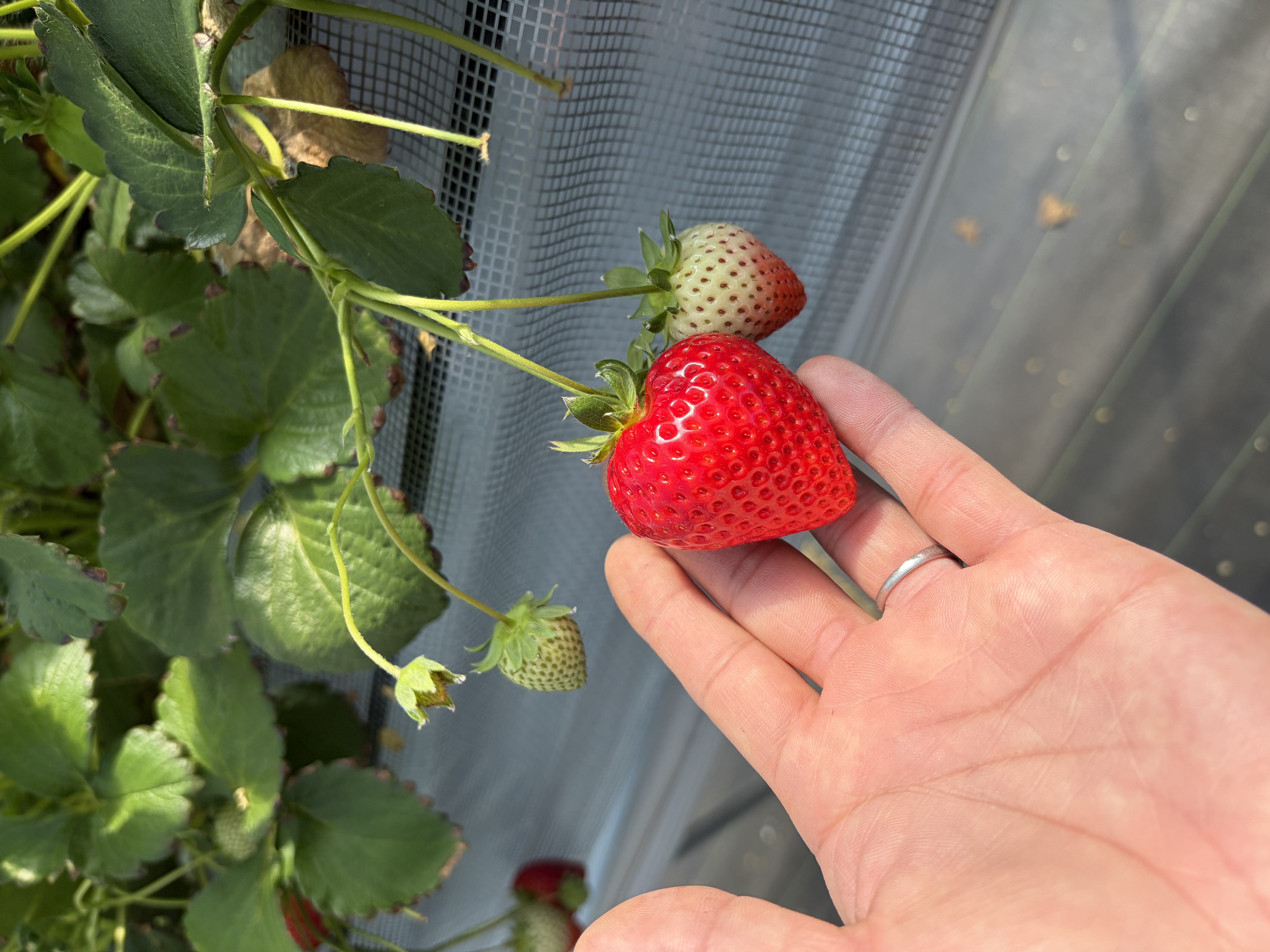 直売所で購入可能 | 埼玉県秩父のいちごならM's BERRY