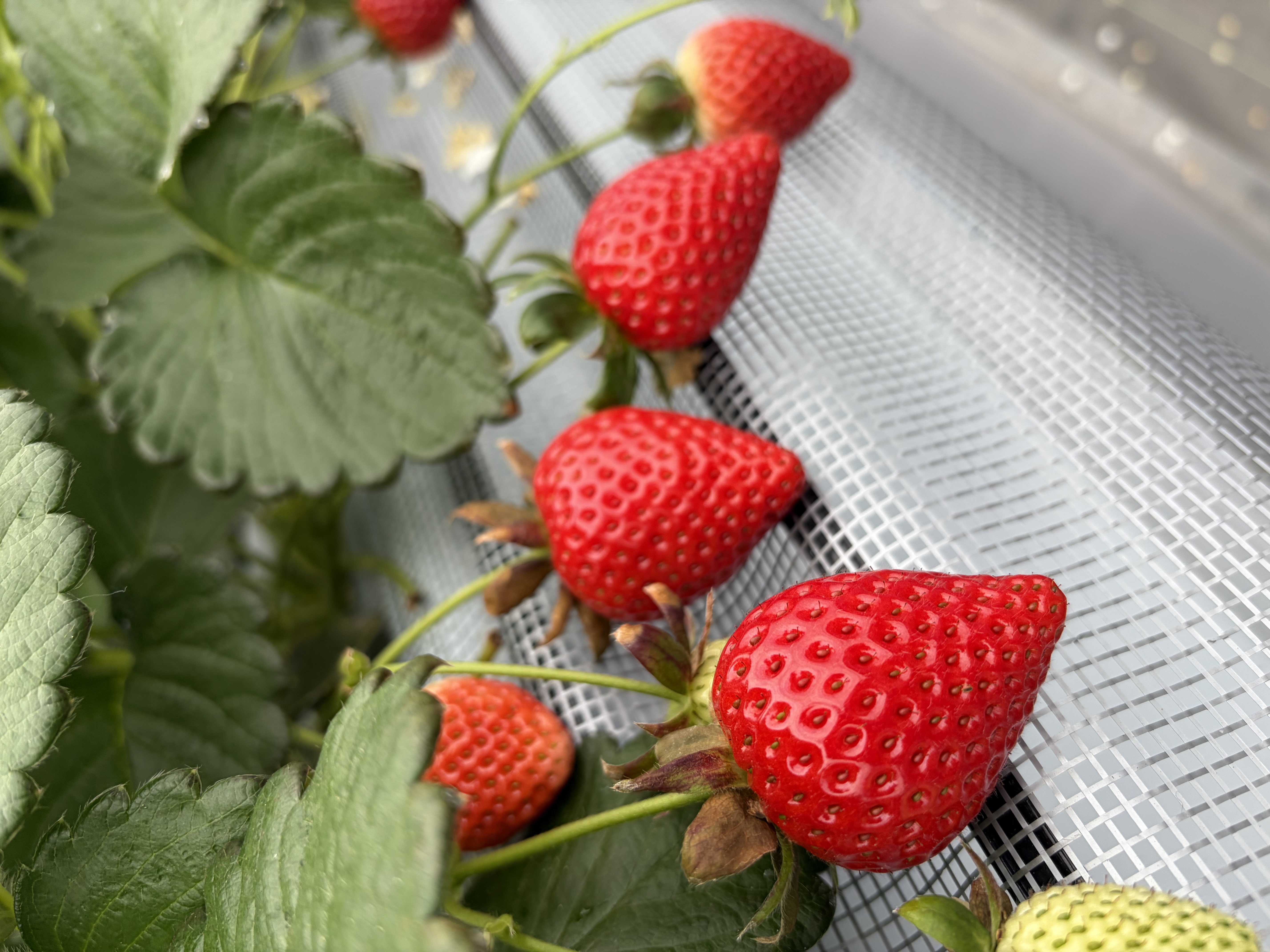 販売している品種 | 埼玉県秩父のいちごならM's BERRY