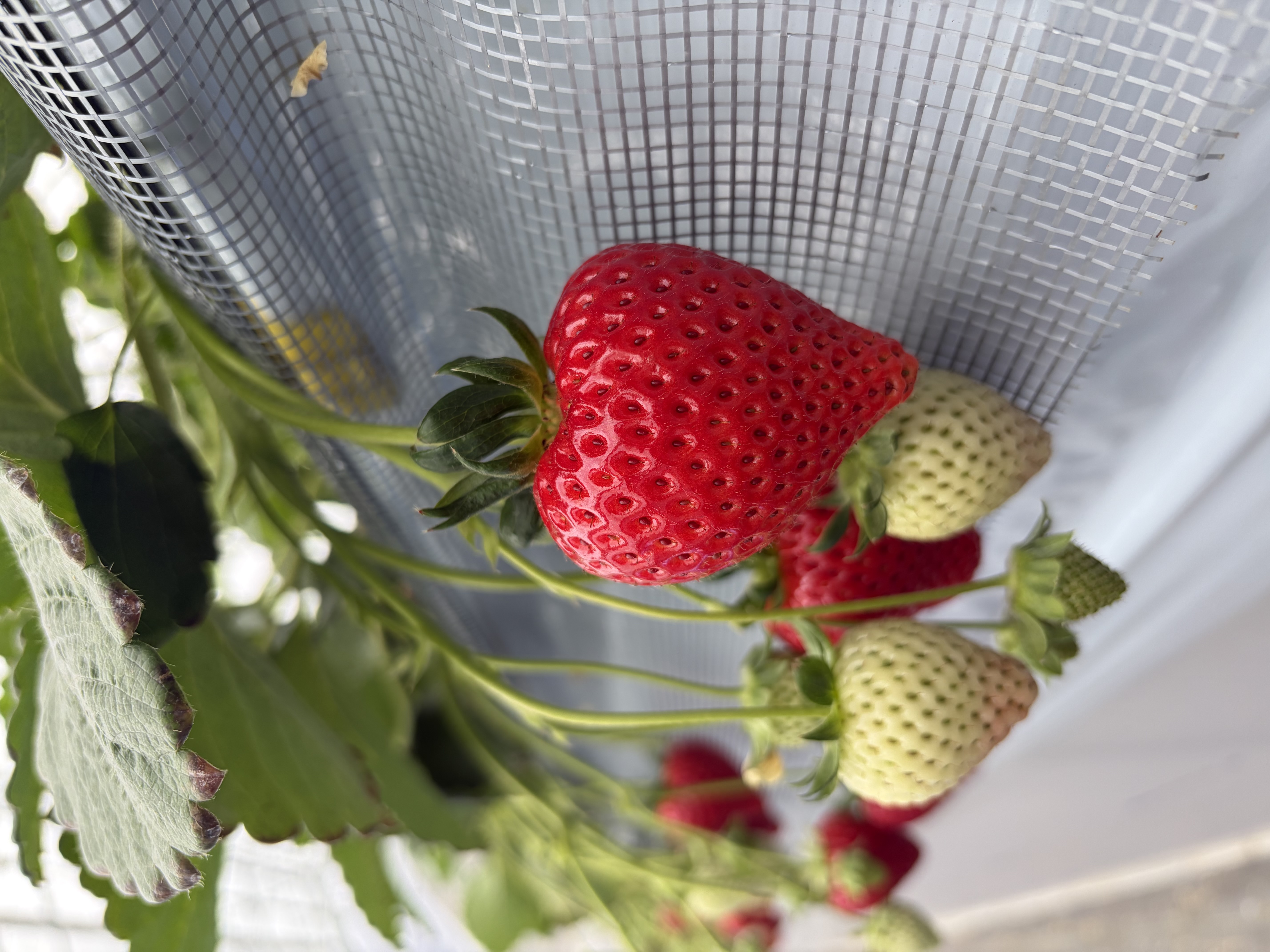 美味しい味わいをお届け | 埼玉県秩父のいちごならM's BERRY