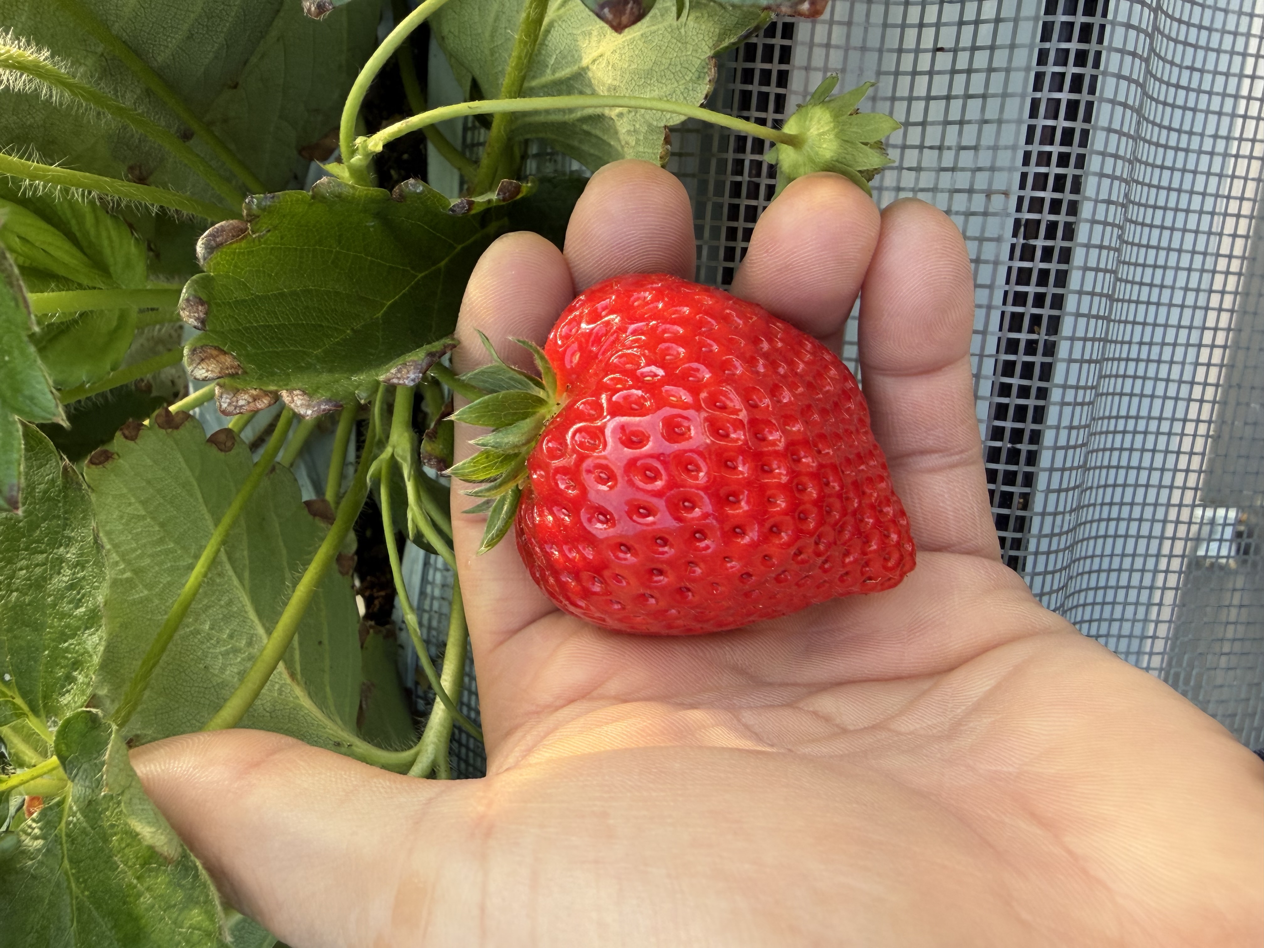 直売所にお届け | 埼玉県秩父のいちごならM's BERRY