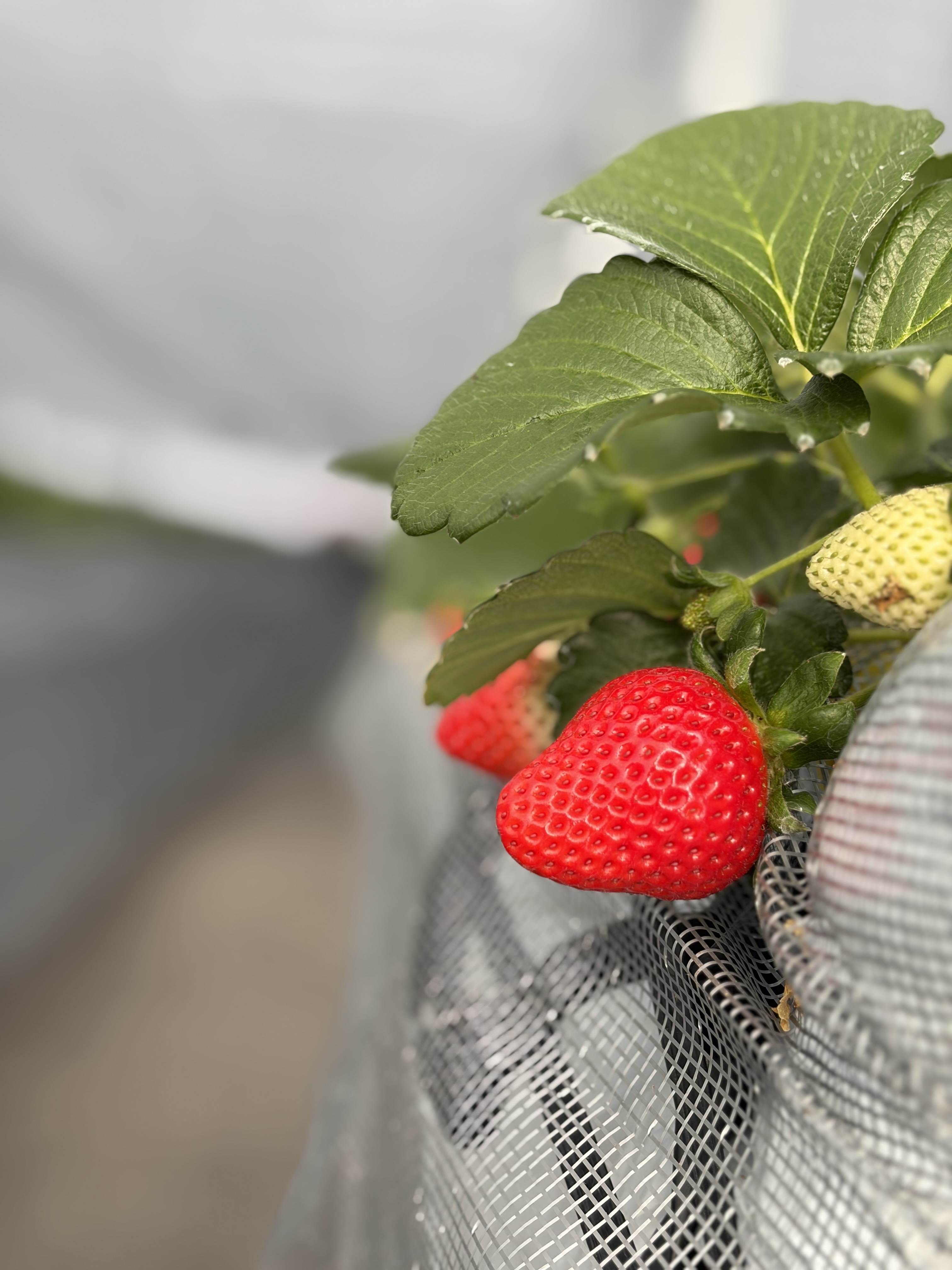 美味しい理由 | 埼玉県秩父のいちごならM's BERRY